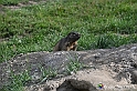 VBS_1 -  Plateau du Mont-Cenise, Grand Croix, Marmotte_-_0086 mt